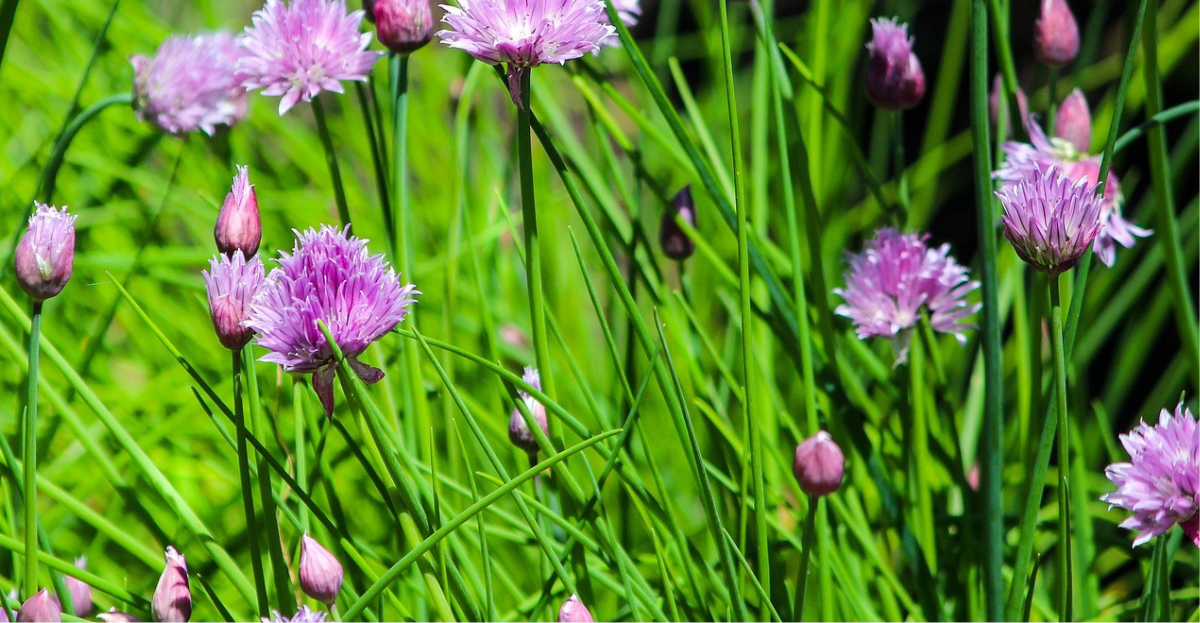 Chives and their flowers